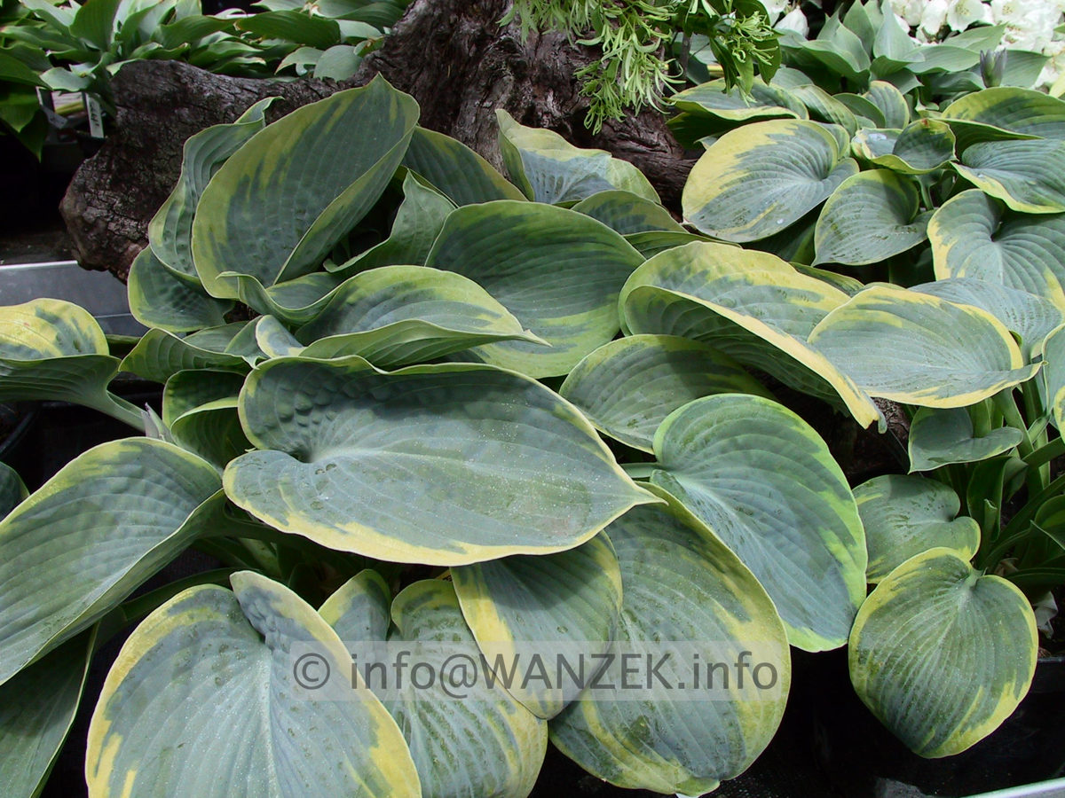 Hosta tokudama flavo-circinalis 03.jpg